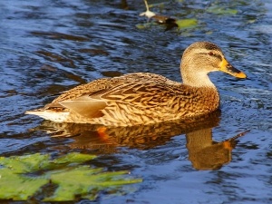 How To Splint A Ducks Leg (A Quick Guide)