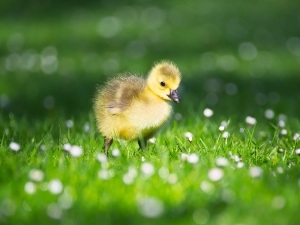 Bow-Legged Duckling (Why This Happens + What To Do)
