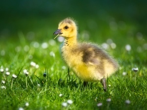 Duckling’s Feet Are Turned Inward (1 Reason Why + What To Do)