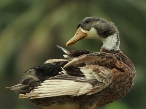 Black Spots On Duck Bill (2 Reasons Why + What To Do + FAQ’s)