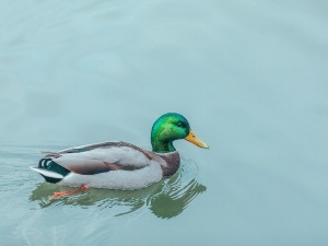 Duck’s Foot Is Swollen (3 Reasons Why + What To Do )