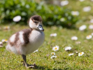 When To Take Ducklings From Their Mother (+ Why It Could Be A Bad Idea)