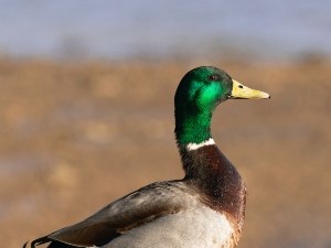 Duck Breathing Loud (3 Reasons Why + What To Do)