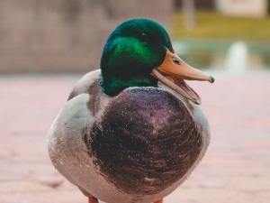 Duck Breathing Fast (1 Reason Why + 4 Solutions)