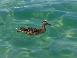Duck Dragging Leg (2 Reasons Why + What To Do)