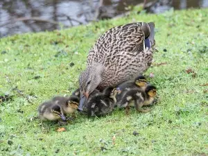 How Does A Mother Duck Feed Her Ducklings? (A Quick Guide)