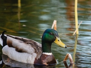 Duck Is Choaking (7 Steps To Helping The Bird)