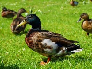 Callus On Duck’s Foot (How They Happen + Getting Rid Of Them)