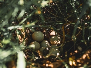 Why Do Birds Break Their Eggs If You Touch Them? (When They Do + When They Don’t)
