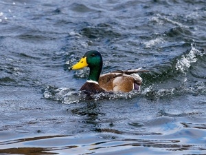 Vinegar And Ducks (3 Ways To Use Vinegar + FAQ’s)