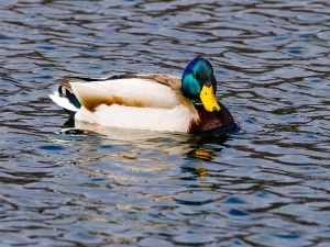 How To Stop Ducks Laying Eggs In My Yard (5 Ways To Stop Ducks