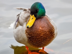 How To Calm A Duck (3 Ways + What To Avoid)