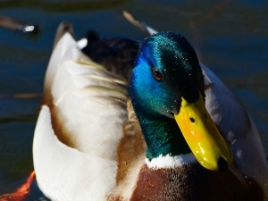 Why Is My Duck Laying On Its Side? (2 Reasons Why + What To Do)