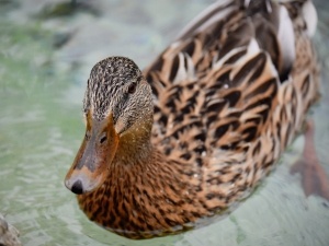 Why Is My Duck Acting Drunk? (4 Reasons Why + What To Do + FAQ’s)