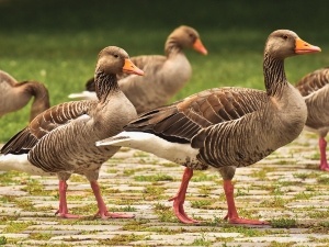 Why Do Ducks Keep Coming To My House (3 Reasons Why + What To)