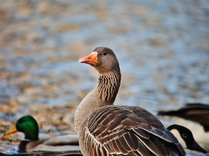 Is A Duck Bite Dangerous? (2 Things To Worry About)