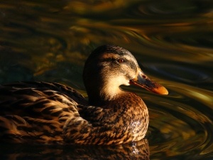 Why Does My Duck Lay Flat (1 Reason Why + What To Do)