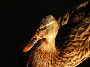 Do Ducks Protect Chickens? (Yes + 5 Things To Consider)