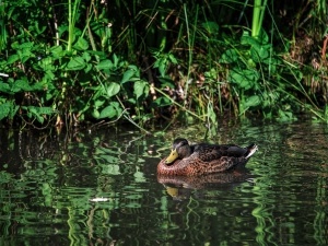 Duck Laid One Egg And Left (1 Reason Why + What To Do)