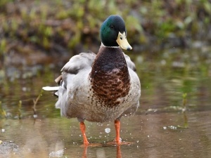 Why Do Ducks Leave A Pond? (3 Reasons Why + What To Do)