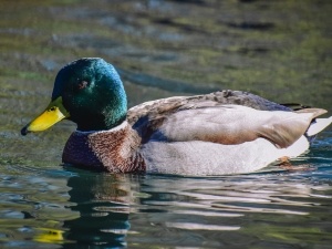 Duck Only Sitting On Eggs At Night (1 Reason Why + What To Do)