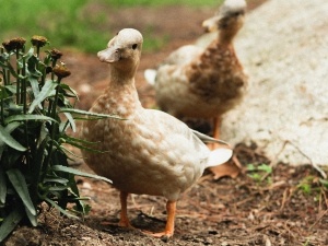 How To Get Ducks To Lay Eggs In Winter (5 Things To Do)
