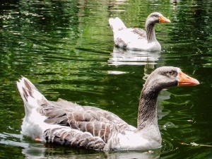 Do Ducks Know If Their Eggs Are Fertile? (A Quick Guide)