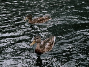 How To Stop Ducks From Laying Eggs (3 Ways To Do This)