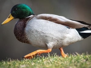 Duck’s Chest Is Swollen (4 Reasons Why + What To Do + FAQ’S)