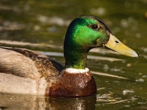 How To Stop Ducks From Pooping On The Driveway (6 Ways To Stop This)