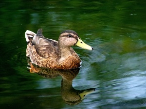 Why Is My Duck Attacking Me? (3 Reasons Why + What to do)