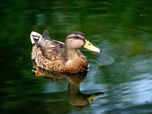 Dark Spots On Duck Eggs (2 Reasons Why + What To Do)