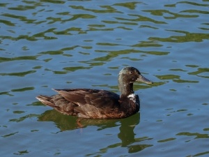 Why Do Ducks Splash In The Water (3 Reasons Why + What To Do)