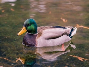 Male Duck Making High-Pitched Noise (2 Reasons Why + What To Do)