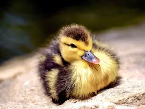 How To Care For A Single Duckling (What You Should Know)