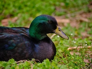 Why Is My Female Duck Squeaking (2 Reasons Why + What To Do)