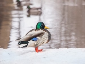 I Can Hear My Duck Breathing (3 Reasons Why + What To Do)