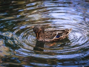 Vinegar In A Duck Pool (Benefits+ How To Use)