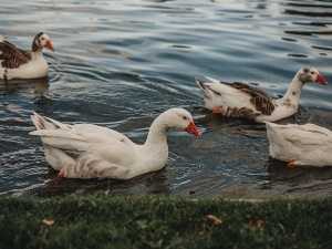 How To Keep Ducks Quiet At Night (3 Ways To Do This)