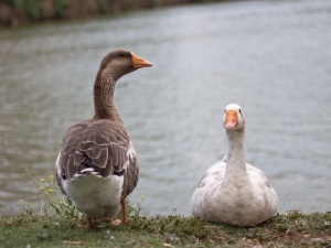 Why Does My Duck Keep Sitting Down? (3 Reasons Why + What To Do)