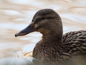 Duck Imprinting On Dog (How This Happens + What To Do)