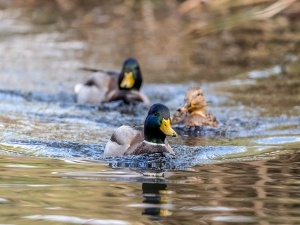 How To Get A Wild Duck To Trust You (2 Things To Do + 2 Things To Avoid)