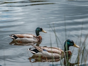 Why Is My Duck Throwing Up Water? (2 Reasons Why + What To Do + FAQ’s)
