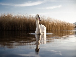 How Do Swans Show Affection To Humans? (5 Signs + How To Get It To Like You)