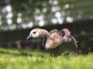 Duckling Is Coughing After Eating (2 Reasons Why + What To Do)
