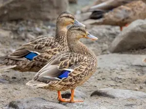 Duck Biting Other Ducks Neck (3 Reasons Why + What To Do)