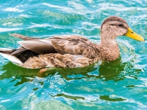 Why Do Ducks Like Ice Water? (A Quick Guide + FAQ’s)