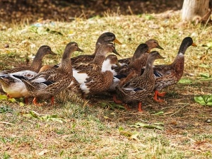 Aggressive Female Duck Behavior (3 Reasons Why Your Duck Is Aggressive)