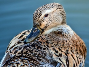 Will Ducks Adopt Other Ducks? (When They Do + When They Don’t)
