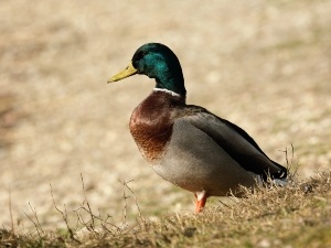 Yellow Mucus Coming From Ducks Mouth (1 Reason Why + What To Do)